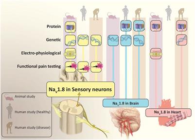 Insights into the voltage-gated sodium channel, NaV1.8, and its role in visceral pain perception 